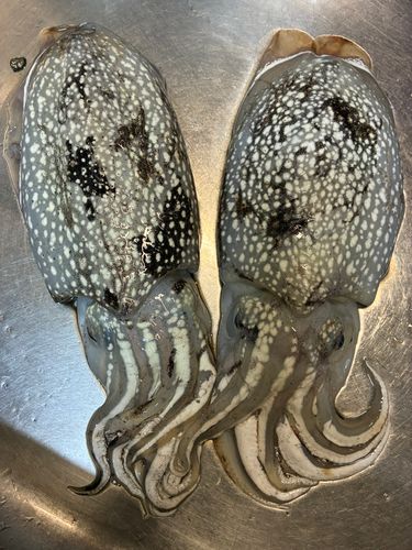 シリヤケイカの釣果