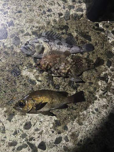 エゾメバルの釣果