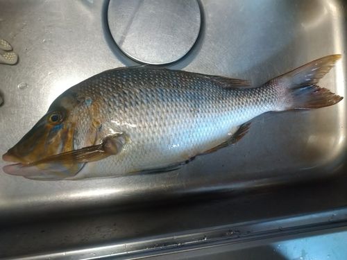 タマンの釣果