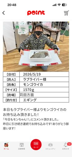 モンゴウイカの釣果