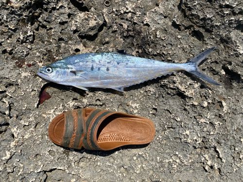 ミナミイケカツオの釣果