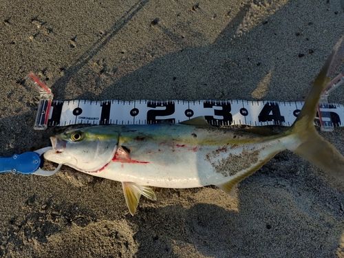 イナダの釣果