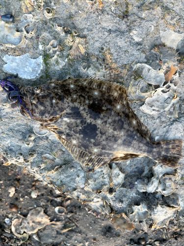 イシガレイの釣果