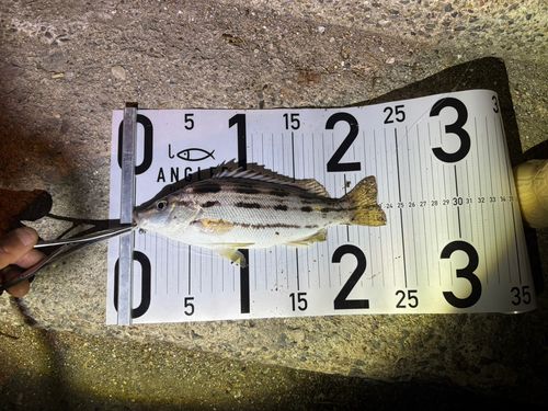 シマイサキの釣果