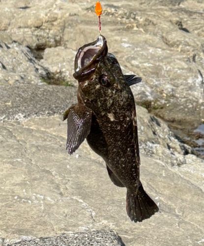ムラソイの釣果