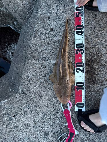 マゴチの釣果