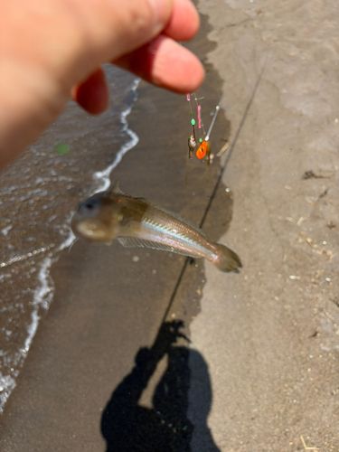 キスの釣果