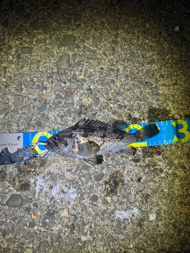 クロソイの釣果