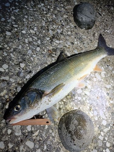 マルタウグイの釣果