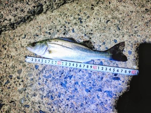 セイゴ（ヒラスズキ）の釣果
