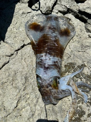 アオリイカの釣果