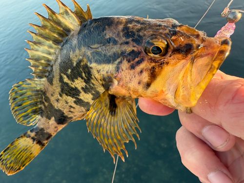 タケノコメバルの釣果