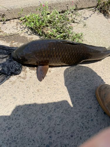 コイの釣果