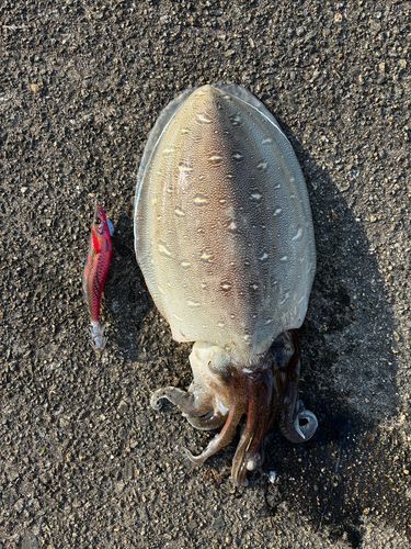 イカの釣果