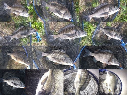 チヌの釣果