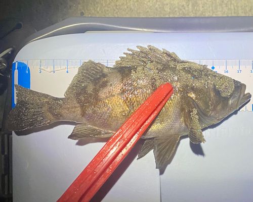アカメバルの釣果
