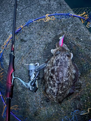 コウイカの釣果