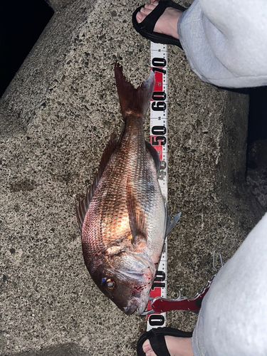マダイの釣果