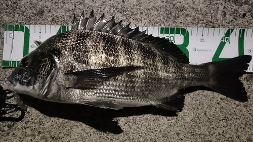 クロダイの釣果