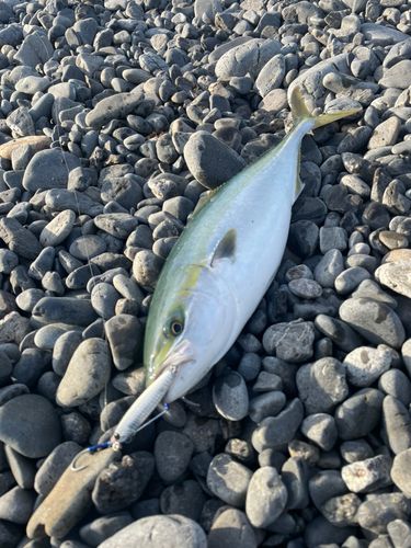 イナダの釣果
