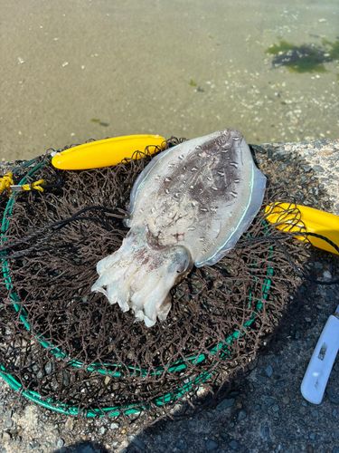 モンゴウイカの釣果