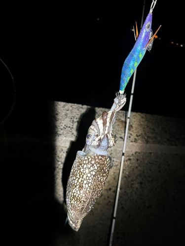 コウイカの釣果