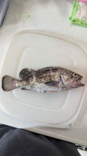 クロソイの釣果