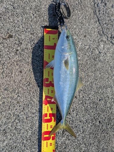 ハマチの釣果