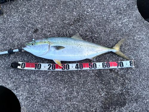 ブリの釣果