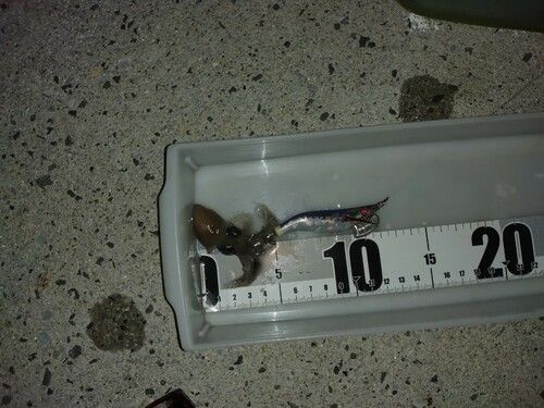 ミミイカの釣果