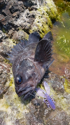 マゾイの釣果