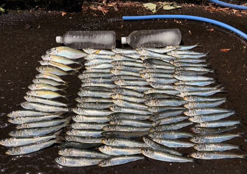 アジの釣果