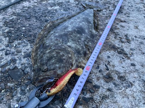 ヒラメの釣果