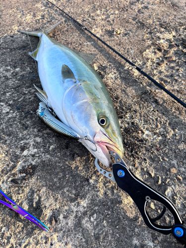 ワラサの釣果