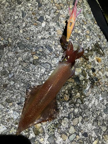 コウイカの釣果