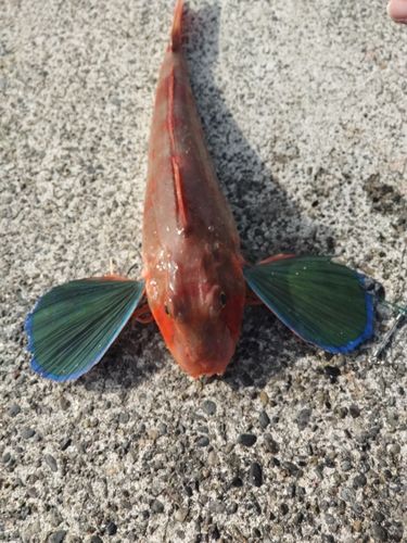 ホウボウの釣果