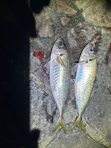 マアジの釣果