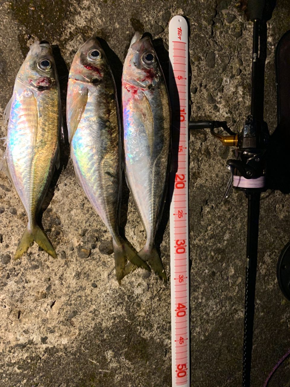 SHIMANO 23ソアレ BB アジング S64UL-Sの最安値・インプレ・釣果