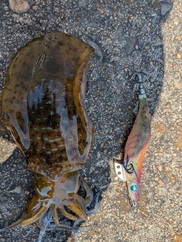 アオリイカの釣果