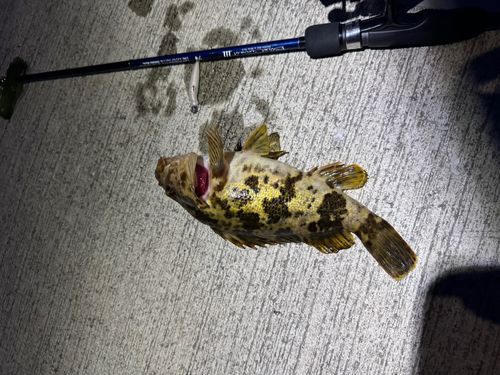 ベッコウゾイの釣果
