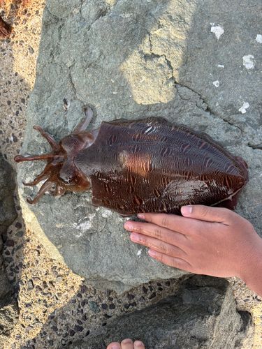 コウイカの釣果
