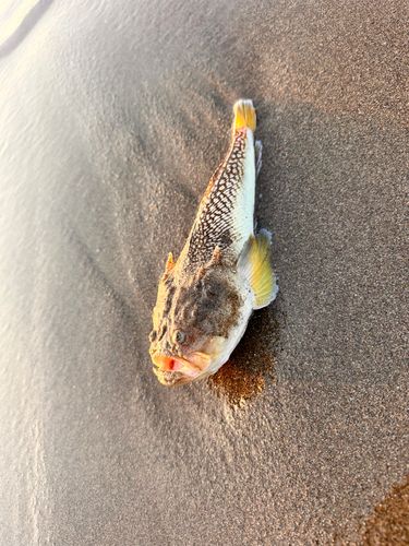 キビレミシマの釣果