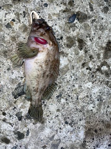 ソイの釣果