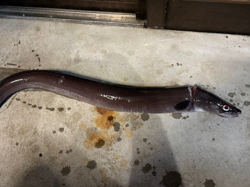 クロアナゴの釣果