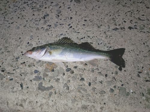 セイゴ（ヒラスズキ）の釣果