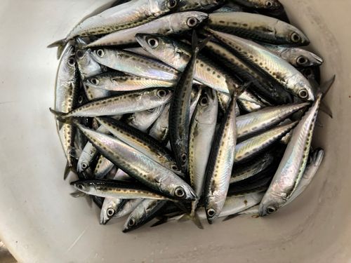 サバの釣果