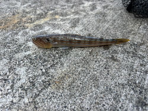 エソの釣果