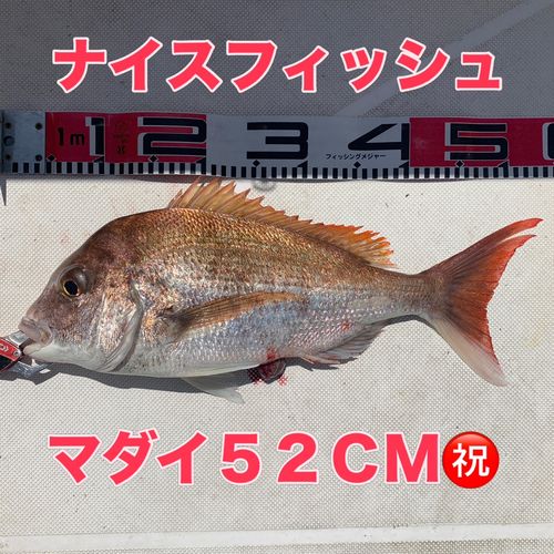 マダイの釣果
