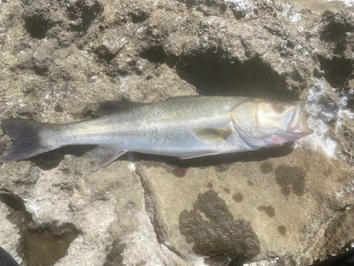 マルスズキの釣果