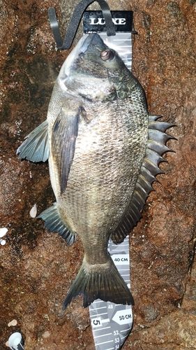 チヌの釣果